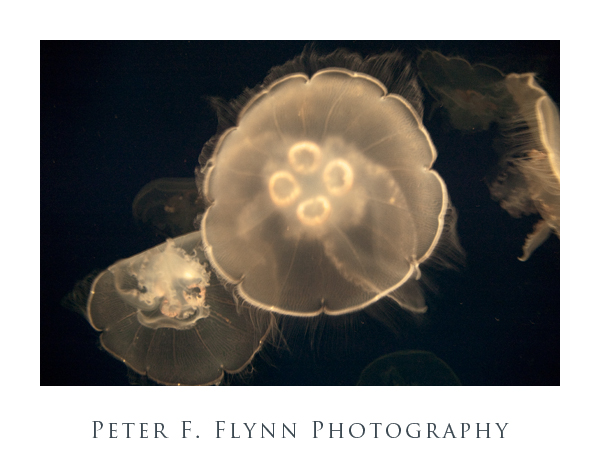 Sea Jellies