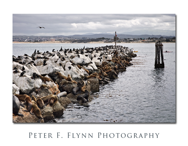 Monterey Municiple Wharf