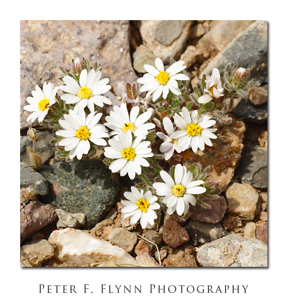 Tiny Desert Daisies