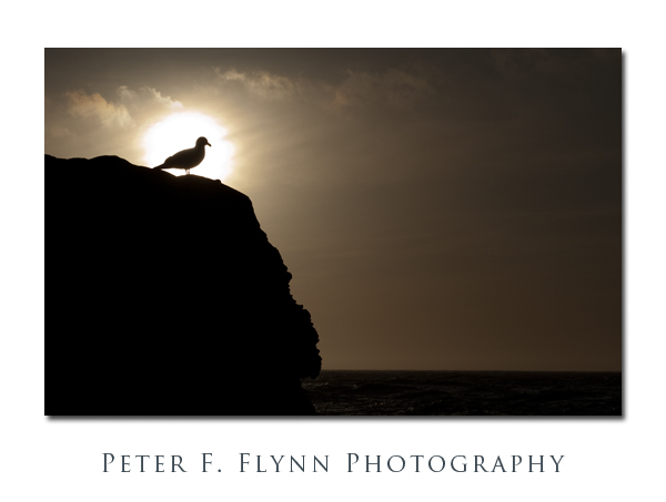 Seagull Silhouette