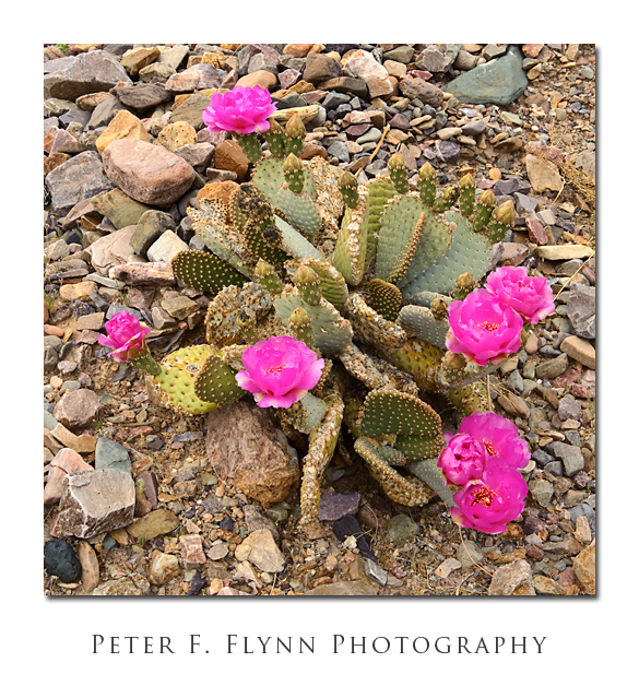 Cactus in Bloom