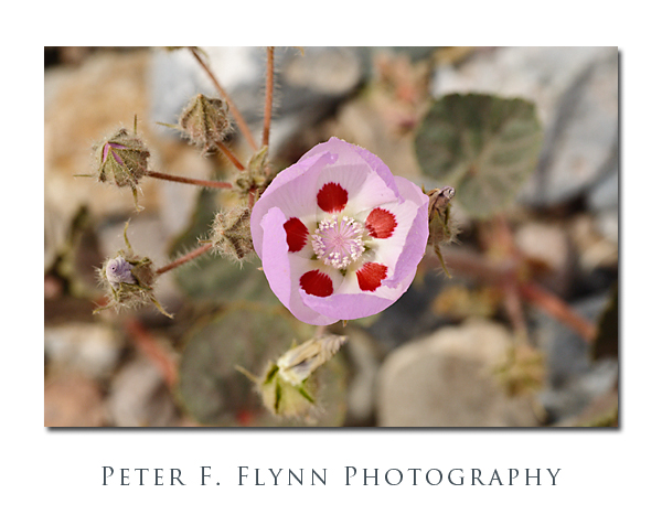 Desert Five-Spot