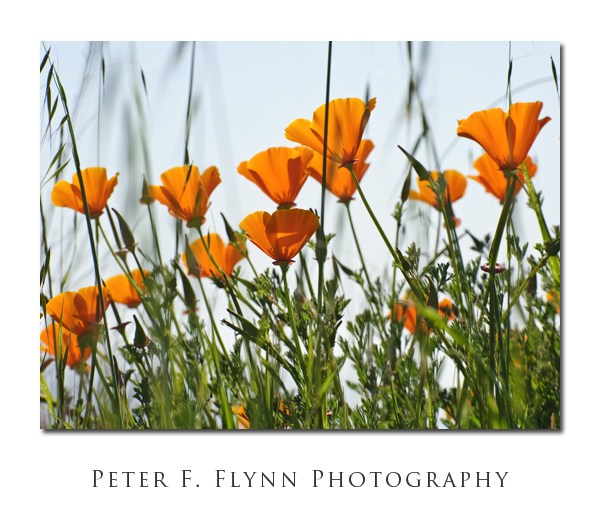 California Poppies